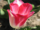 Красно-белый тюльпан Тамара (Tamara). 
Размер: 700x894. 
Размер файла: 567.69 КБ