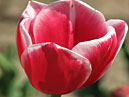 Красный тюльпан Lustige Witwe с белой каймой. 
Размер: 700x933. 
Размер файла: 527.77 КБ