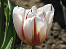 Белый тюльпан с красными язычками на лепестках. 
Размер: 700x920. 
Размер файла: 457.99 КБ