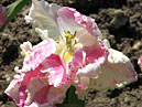 Бело-розовый тюльпан Веберс Пэррот (Weber