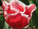 Бахромчатый тюльпан Канаста (Canasta). 
Размер: 700x924. 
Размер файла: 549.95 КБ