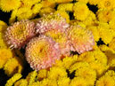 Желтые и нежно-розовые хризантемы. 
Размер: 700x477. 
Размер файла: 516.45 КБ