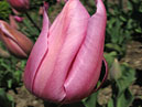 Бутон серебристо-розового тюльпана. 
Размер: 700x933. 
Размер файла: 576.28 КБ