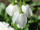 Белый цветок, похожий на ландыш. 
Размер: 700x565. 
Размер файла: 297.00 КБ