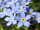 Незабудки - крохотные голубые цветки с жёлтыми серединками. 
Размер: 700x766. 
Размер файла: 366.58 КБ