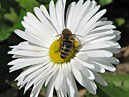 Пчела на цветке белой маргаритки. 
Размер: 700x565. 
Размер файла: 341.80 КБ