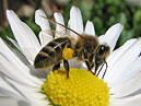 Пчела собирает пыльцу с белого цветка. 
Размер: 700x520. 
Размер файла: 295.58 КБ