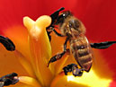 Пчела в цветке красного тюльпана. 
Размер: 700x545. 
Размер файла: 335.87 КБ