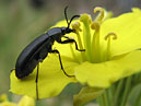 Чёрный жук на жёлтом цветке сурепки обыкновенной. 
Размер: 700x554. 
Размер файла: 327.93 КБ