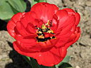 Красный тюльпан Апельдорнс Фаворит (Apeldoorn
