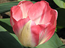 Цветок тюльпана Тендер Бьюти (Tender Beauty). 
Размер: 700x920. 
Размер файла: 544.13 КБ