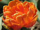 Цветок оранжевого тюльпана Оранж Принцесс (Orange Princess). 
Размер: 700x886. 
Размер файла: 562.63 КБ