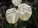 Мультицветковые тюльпаны Вайсе Берлинер (Weisse Berliner). 
Размер: 700x525. 
Размер файла: 268.99 КБ