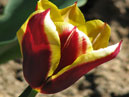 Изысканный сорт тюльпана Гавота (Gavota). 
Размер: 700x899. 
Размер файла: 506.38 КБ