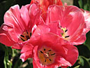 Мультицветковый тюльпан Хадли (Hadley). 
Размер: 700x525. 
Размер файла: 377.81 КБ