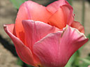 Розовый тюльпан с оранжеватым отливом. 
Размер: 700x877. 
Размер файла: 522.56 КБ