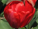 Красный тюльпан Апельдорн (Apeldoorn). 
Размер: 700x947. 
Размер файла: 532.51 КБ