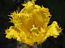 Цветок бахромчатого тюльпана Гамильтон (Hamilton). 
Размер: 700x531. 
Размер файла: 311.60 КБ