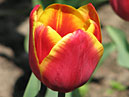 Двухцветный тюльпан Кис Нелис (Kees Nelis). 
Размер: 700x956. 
Размер файла: 581.38 КБ
