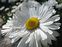Белые маргаритки - королевы весеннего сада. 
Размер: 700x525. 
Размер файла: 313.05 КБ