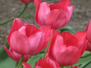 Тюльпаны сорта Пламенный селекции НБС. 
Размер: 700x908. 
Размер файла: 462.08 КБ