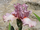 Кружевной цветок ириса Морнинг Гимн (Morning Hymn). 
Размер: 700x517. 
Размер файла: 282.18 КБ