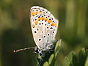 Серая бабочка с чёрными и оранжевыми пятнышками на крыльях. 
Размер: 700x804. 
Размер файла: 305.81 КБ