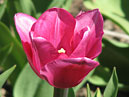 Сиренево-розовый тюльпан Посмiшка Фортуни селекции НБС. 
Размер: 700x863. 
Размер файла: 502.69 КБ
