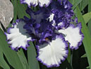 Два цветка ириса Классик Лук (Classic Look). 
Размер: 700x886. 
Размер файла: 594.27 КБ