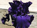 Тёмно-фиолетовый ирис Кингс Трибьют (King