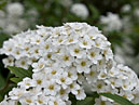 Белые цветы майской невесты. 
Размер: 700x504. 
Размер файла: 290.46 КБ