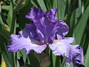 Сиренево-синий цветок ириса Роллинг Тандер (Rolling Thunder). 
Размер: 700x528. 
Размер файла: 329.29 КБ