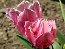 Розовый тюльпан мультифлора Фринджед Фэмили (Fringed Family). 
Размер: 700x882. 
Размер файла: 580.71 КБ