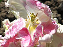 Цветок тюльпана Веберс Пэррот (Weber