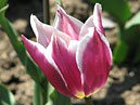 Двухцветный тюльпан Клаудиа (Claudia). 
Размер: 700x908. 
Размер файла: 519.60 КБ