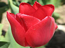 Красный тюльпан Руби Ред (Ruby Red). 
Размер: 700x933. 
Размер файла: 597.87 КБ