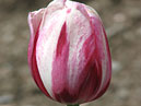 Бутон пёстрого рубиново-белого тюльпана. 
Размер: 700x933. 
Размер файла: 561.22 КБ