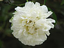 Белая плетистая роза R. Fortuneana. 
Размер: 700x549. 
Размер файла: 329.25 КБ
