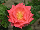 Плетистая розовая роза Розанна (Rosanna). 
Размер: 700x525. 
Размер файла: 363.99 КБ