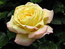 Знаменитая на весь мир роза Глория Дей (Gloria Dei). 
Размер: 700x894. 
Размер файла: 511.88 КБ