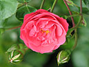 Плетистая роза Девичьи Грёзы. 
Размер: 700x535. 
Размер файла: 397.49 КБ