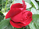 Бутон красной розы Фонтейн (Fontaine). 
Размер: 700x528. 
Размер файла: 367.09 КБ