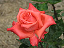 Чайно-гибридная роза Аве Мария (Ave Maria). 
Размер: 700x554. 
Размер файла: 389.38 КБ