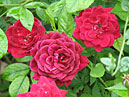 Миниатюрная роза Dwarfking (Zwergkönig). 
Размер: 700x828. 
Размер файла: 698.09 КБ