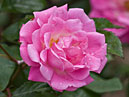 Роза сорта Розовый Вальс селекции НБС. 
Размер: 700x892. 
Размер файла: 412.21 КБ