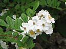 Белая роза мультифлора (R. Multiflora). 
Размер: 700x562. 
Размер файла: 375.96 КБ