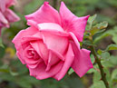 Крупный цветок розы Peter Frankenfeld. 
Размер: 700x521. 
Размер файла: 267.19 КБ