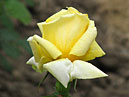 Расцветающая бледно-желтая роза Ландора (Landora). 
Размер: 700x864. 
Размер файла: 580.49 КБ