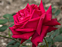 Красная роза Rosa-Rita bat Meyer селекции НБС. 
Размер: 700x967. 
Размер файла: 461.18 КБ