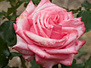 Розовая роза с красноватым сиянием по краям лепестков. 
Размер: 700x944. 
Размер файла: 503.81 КБ